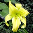 Hemerocallis Big Bird